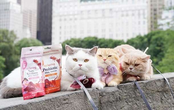 Американець вирушив у навколосвітню подорож із трьома кішками (ВІДЕО) Американець вирушив у навколосвітню подорож із трьома кішками (ВІДЕО)