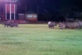 Навала бегемотів перервала матч з регбі у юар (відео)