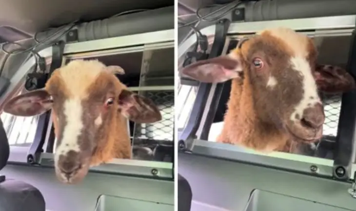 Вівця, яка втекла з ферми, покаталася у поліцейській машині (ФОТО)