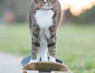 Кішка підкорила вмінням кататися на скейтборді (ВІДЕО)