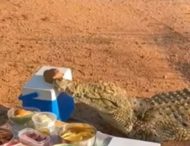 Крокодил приєднався до пікніка, вкравши холодильник з напоями у туристів