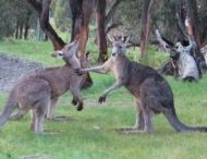 Три кенгуру влаштували кумедну бійку та потрапили на відео
