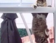 Настирному коту довелося зайнятися спортом, щоб потрапити у вікно сусідки (ВІДЕО)
