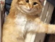 Рудий котик, який в безглуздій позі потрапив на відео, змусив сміятися Мережу