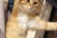 Рудий котик, який в безглуздій позі потрапив на відео, змусив сміятися Мережу