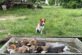 Знімок із села: пес Патрон сфотографувався з качками, які плавали в кориті