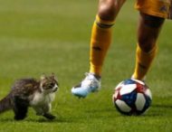 Кіт допоміг футбольній команді не пропустити гол (ВІДЕО)