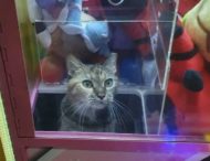 Сінгапурський кіт розсмішив Інтернет, забравшись в автомат з іграшками