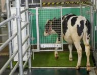 У Німеччині корів привчили до походів у вбиральню (ФОТО)