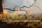 Понад 800 пожеж з початку року: на Дніпропетровщині почастішали випадки займань в екосистемах 