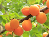 Цьогоріч чотири агропідприємства Дніпропетровщини отримали гранти від програми «єРобота»