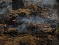 Цьогоріч екосистеми області горіли понад 3,5 тис разів