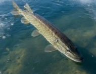 На водоймах Дніпропетровщини заборонили вилов щуки