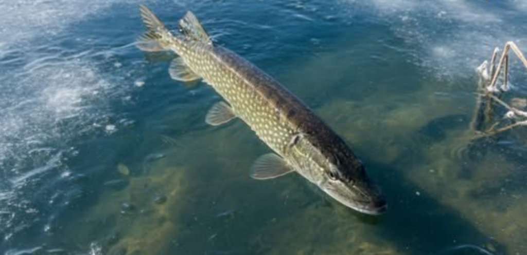 На водоймах Дніпропетровщини заборонили вилов щуки На водоймах Дніпропетровщини заборонили вилов щуки