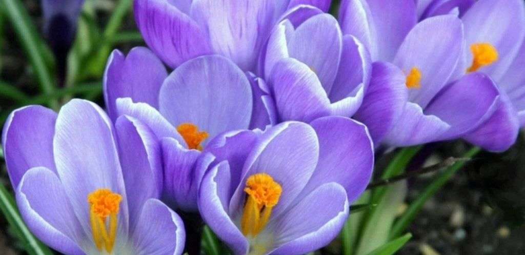 Мешканцям Дніпропетровщини нагадали про заборону зривати первоцвіти: порушників штрафуватимуть Мешканцям Дніпропетровщини нагадали про заборону зривати первоцвіти: порушників штрафуватимуть