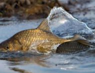 На Дніпропетровщині запровадили обмеження на вилов риби 