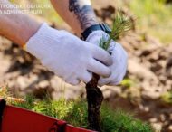 Кілька тисяч дерев висадили на Дніпропетровщині в пам’ять про загиблих оборонців