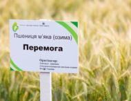 Презентували сорти пшениці, сучасні добрива та говорили про врожай: на Дніпропетровщині відбувся аграрний семінар