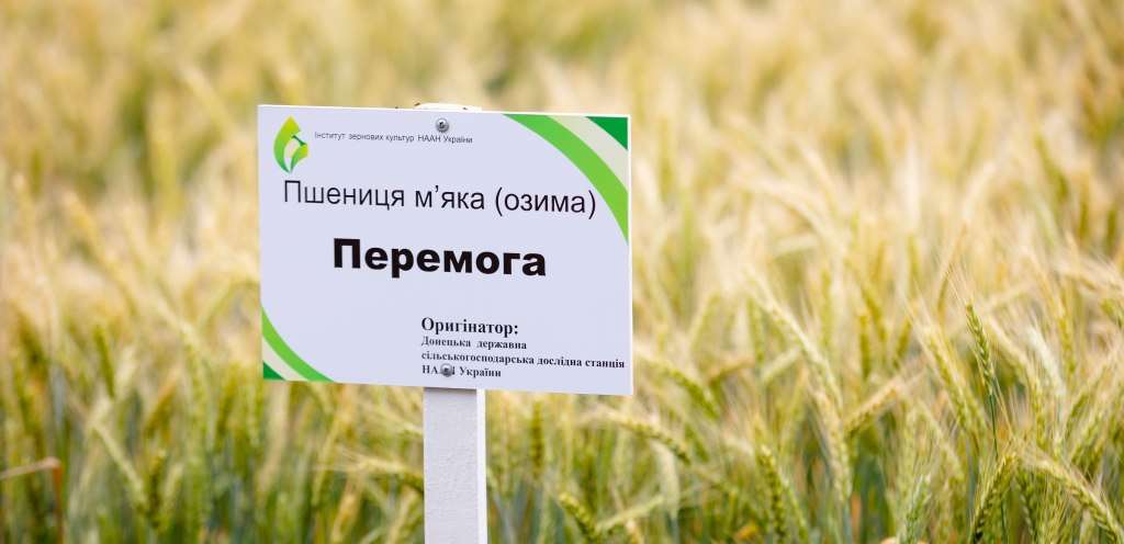 Презентували сорти пшениці, сучасні добрива та говорили про врожай: на Дніпропетровщині відбувся аграрний семінар Презентували сорти пшениці, сучасні добрива та говорили про врожай: на Дніпропетровщині відбувся аграрний семінар
