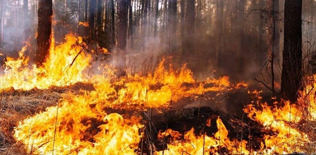Понад 900 пожеж в екосистемах з початку літа зафіксували на Дніпропетровщині Понад 900 пожеж в екосистемах з початку літа зафіксували на Дніпропетровщині